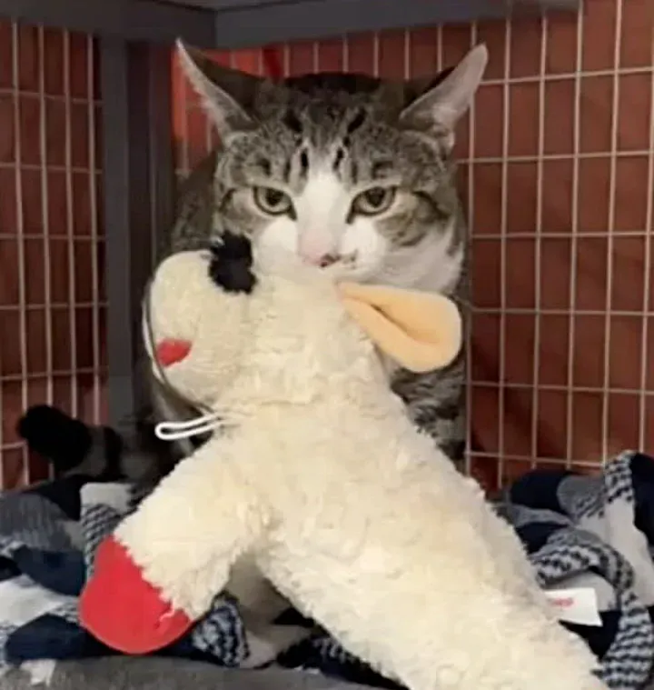 Rescuers encounter a cat suffering from behavioral problems, and it turns out that the cat is the biggest “pie maker.”