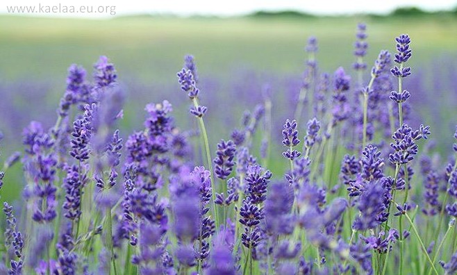 what are the health benefits of lavender