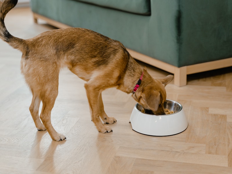 Tips Memilih Makanan untuk Cara Merawat Bulu Anjing