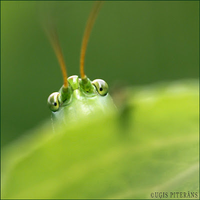 Parastais dziedātājsienāzis (Tettigonia cantans)