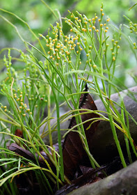 Psilotophytes - Psilotum nudum (Moa)