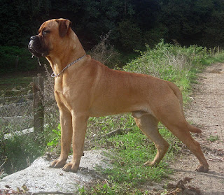 Bullmastiff-pets-dog breeds