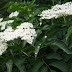 White Elder flowers.