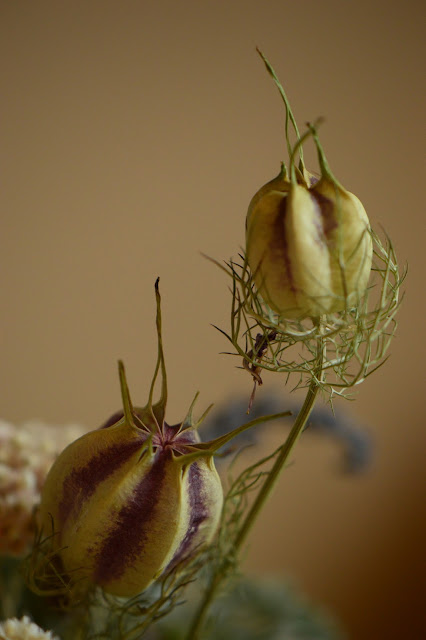 monday vase meme, nigella, ceramics, amy myers, small sunny garden, desert garden