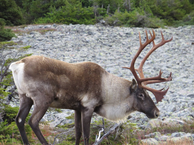 Caribou au sommet du mont Jacques-Cartier