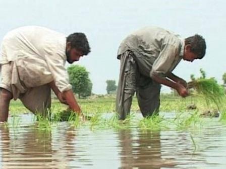 What are the effects of various land reforms in Pakistan on our economy or Discuss the economic and social effects of the land reforms in Pakistan?