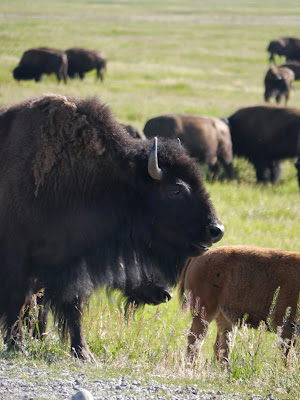 Bison Buffalo  Yellowstone Wyoming