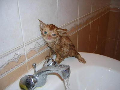 wet cat