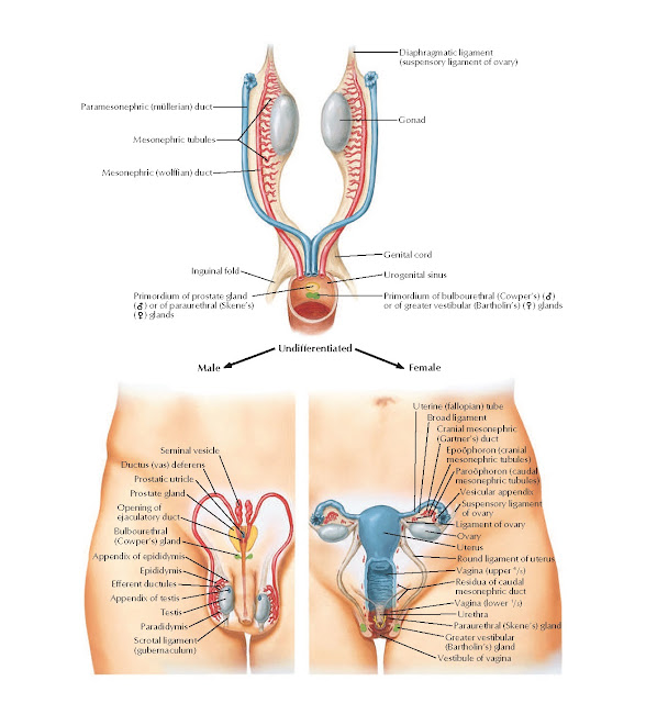 Homologues of Internal Genitalia Anatomy