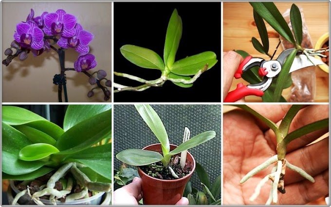  How to Grow Orchid Easily at Home