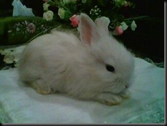 Arnab 18.2.2011 026