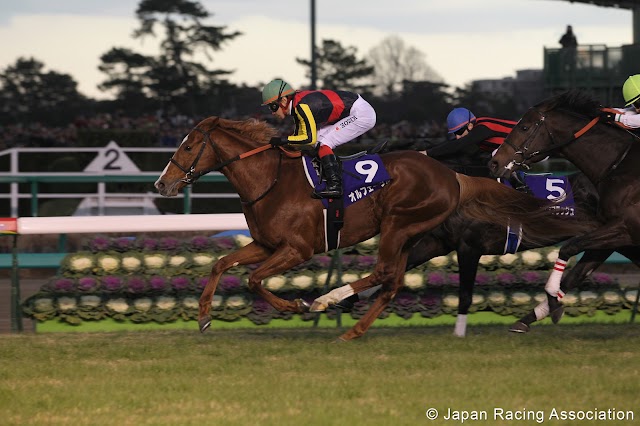 Orfevre vince anche l'Arima Kinen. Storia di un campione non appariscente, ma veloce come il vento