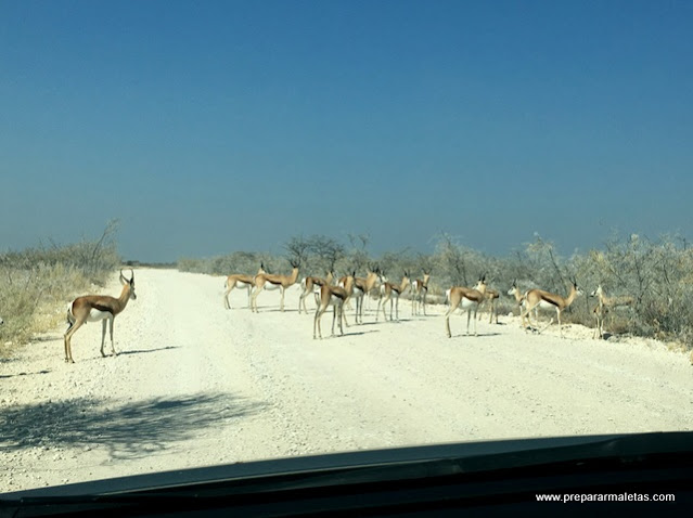 carreteras durante el safari por Namibia