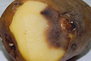 Резиновая гниль картофеля (Geotrichum candidum)