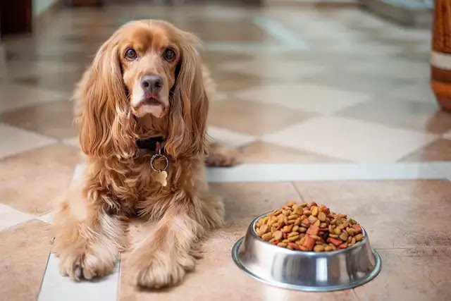 Wet vs. Dry Dog Food - Choosing the Best for Your Pet