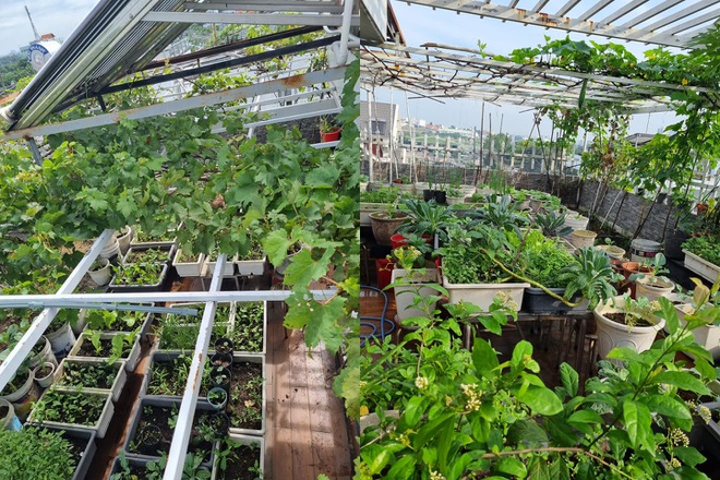 Mẹ đảm vác “trăm” bao đất lên sân thượng: Gây dựng thành công khu vườn “trong mơ”