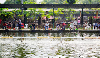 umpan ikan mas lomba