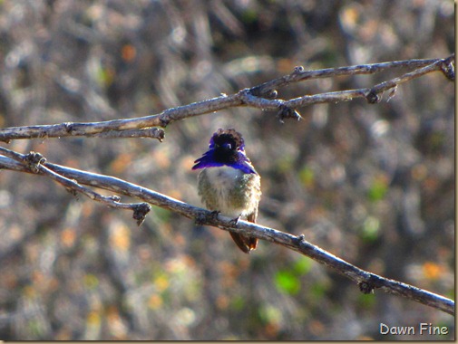 Mt. Wassen hike_042