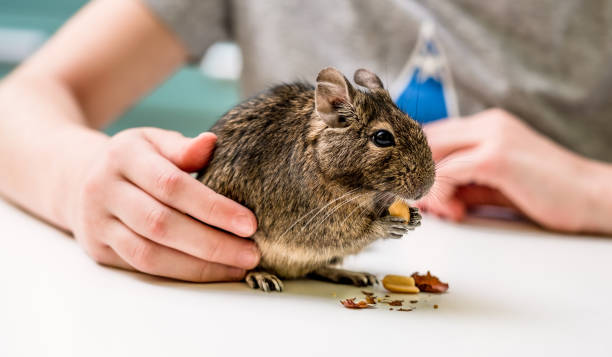 Degus – An Exotic Pet You Can Fall in Love With