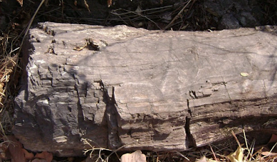 Bosque petrificado de El Salvador