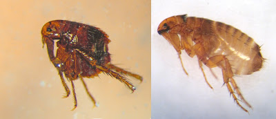 Two adult fleas.  Human flea on left, cat flea on right.