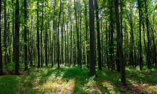 India participated in the 19th Session of the United Nations Forum on Forests in New York India participated in the 19th Session of the United Nations Forum on Forests in New York