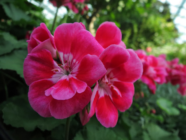 Gardens by the bay flowers