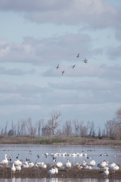 California, travel, birdwatching, bird, birding, nature, photography, landscape, geese, Ross Geese, Snow Gees, American Coot, ducks