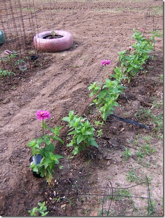 garden june2 005