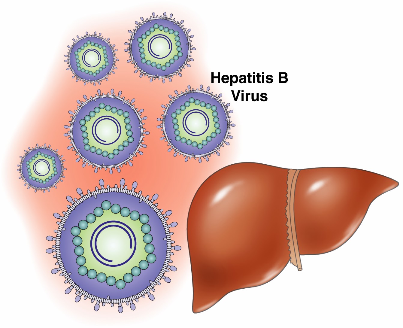 Obat Herbal Untuk Menyembuhkan Penyakit Hepatitis B