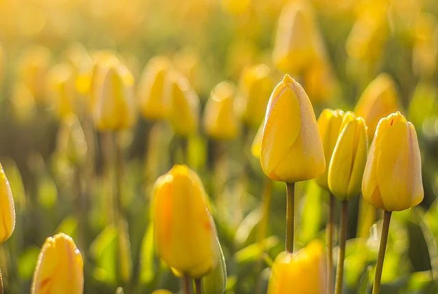 yellow tulip facts