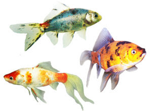Lengkap Karakteristik Morfologi Ikan Mas Koki Informasi 