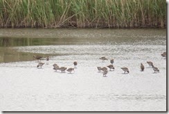 Godwits