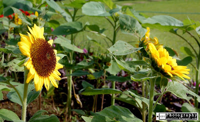 ParadiZoo theme farm, Tagaytay