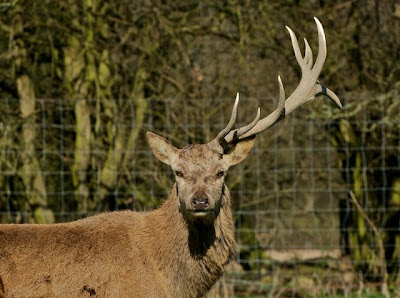 With One Antler Deer