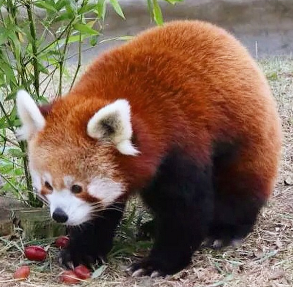 Embora ainda pouco conhecido, o panda-vermelho já se encontra em perigo de extinção, Este perigo deve-se à destruição do habitat pela expansão humana, da agricultura, da pecuária e da escassez de recursos naturais. 