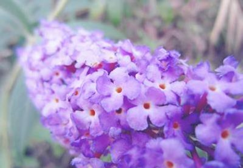 clip_image008