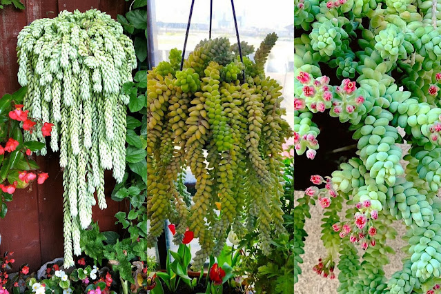 Burro’s Tail