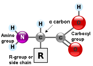 General structure of amino acids