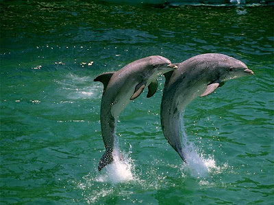 Dolphins playing - photoforu.blogspot.com