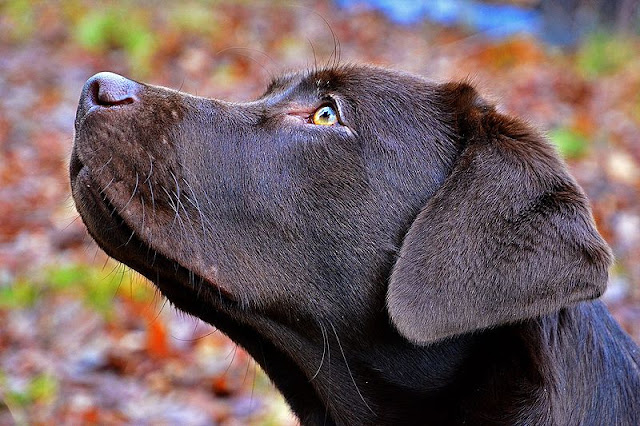 Labrador retriever resources