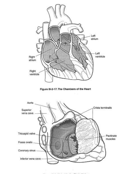 Diagram-Four chamber Heart