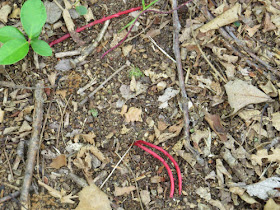 red wintergreen roots