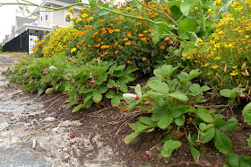 Alpine Strawberries, Edible Landscaping