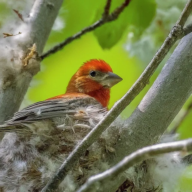 Birdwatching photo album