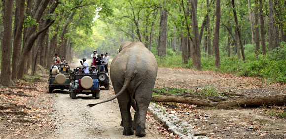 masinagudi jeep safari timings