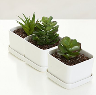 Succulent or Cactus Set - BFF gift guide under $50. Birthday gift guide under $50. Birthday presents under $50. Birthday gift guide. | brazenandbrunette.com 