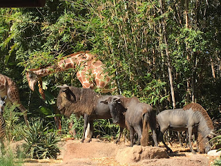 Wildebeest and Giraffe Jungle Cruise Adventureland Disneyland