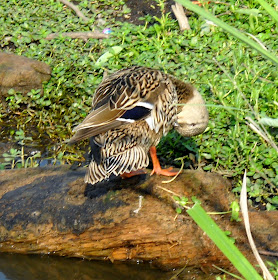 Preening removes parasites and scales that cover newly sprouting feathers