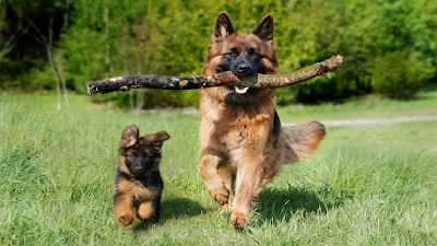 Top 5 Most Trainable Dog Breeds in the World